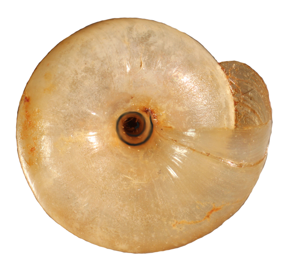 VA_LandSnails